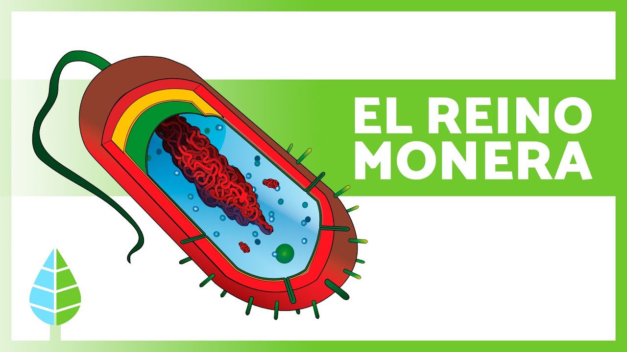 REINO MONERA 🦠 (Definici&oacute;n, Caracter&iacute;sticas y Clasificaci&oacute;n)