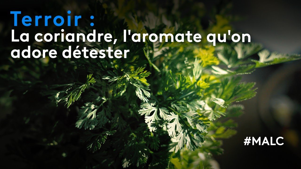 Terroir : la coriandre, l'aromate qu'on adore d&eacute;tester