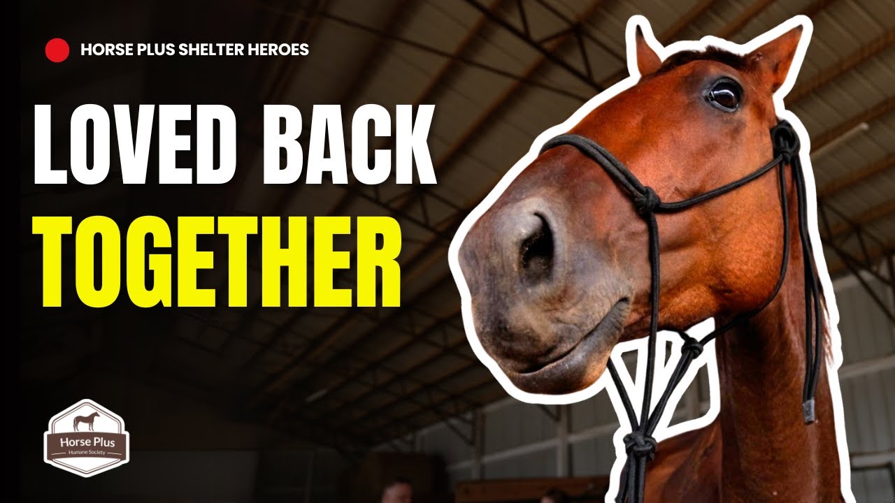 Heartwarming Adoption of an Inseparable Pair I Horse Shelter Heroes - S6 E20