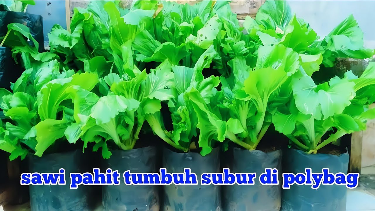 cara menanam sawi pahit | dari semai samai sampai panen l how to plant bitter mustard