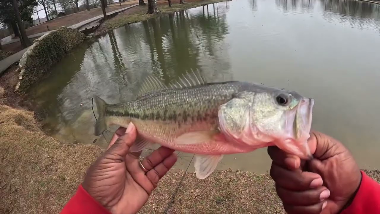 HUGE WHITE CRAPPIE BITES RATTLE TRAP #fishing #bankfishing 