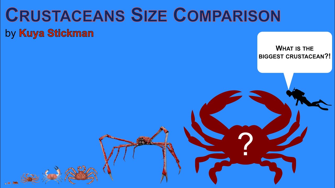 Crustaceans Size Comparison (LAST DAY OF FEBRUARY AND STARTING ON MARCH!)