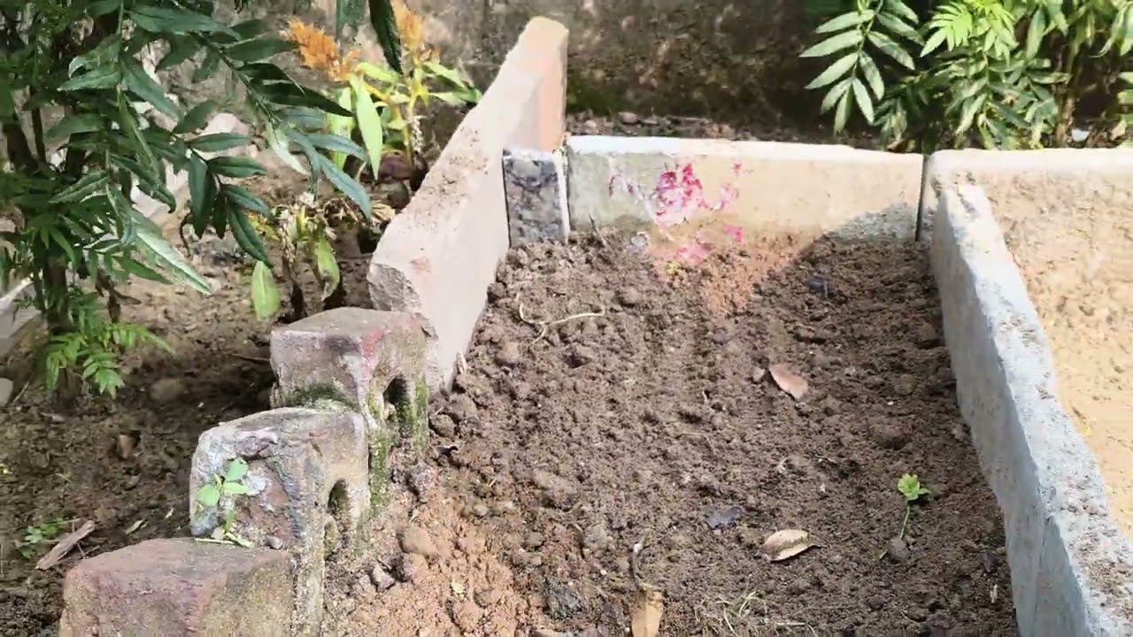 Dhaniya ese bote hai. Subscribe for more gardening tips. #nature #viralshort #villagerlifestyle 