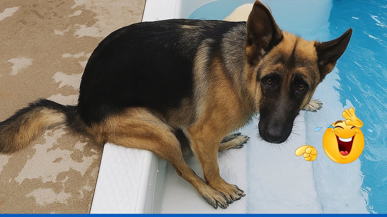You Will Die Laughing At These Dogs 😹🐶 The Funniest Cat & Dog Moments Compilation 😁