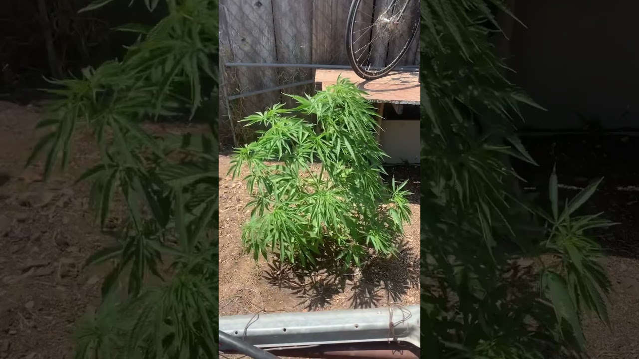 Vegging out! Skunk #1 , king banner, haze, khalifa kush, lemon cherry gelato #prop215  #garden