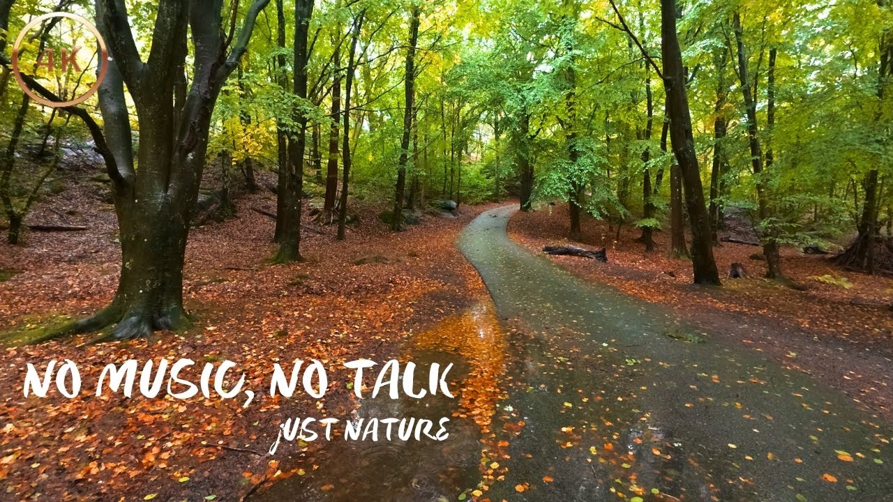 Rainy Silent Stroll in Scandinavian Park | 4K Nature ASMR & Forest Ambience
