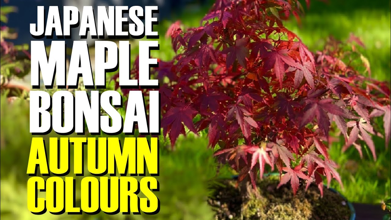 Japanese Maple Bonsai Autumn Colours and seed planting