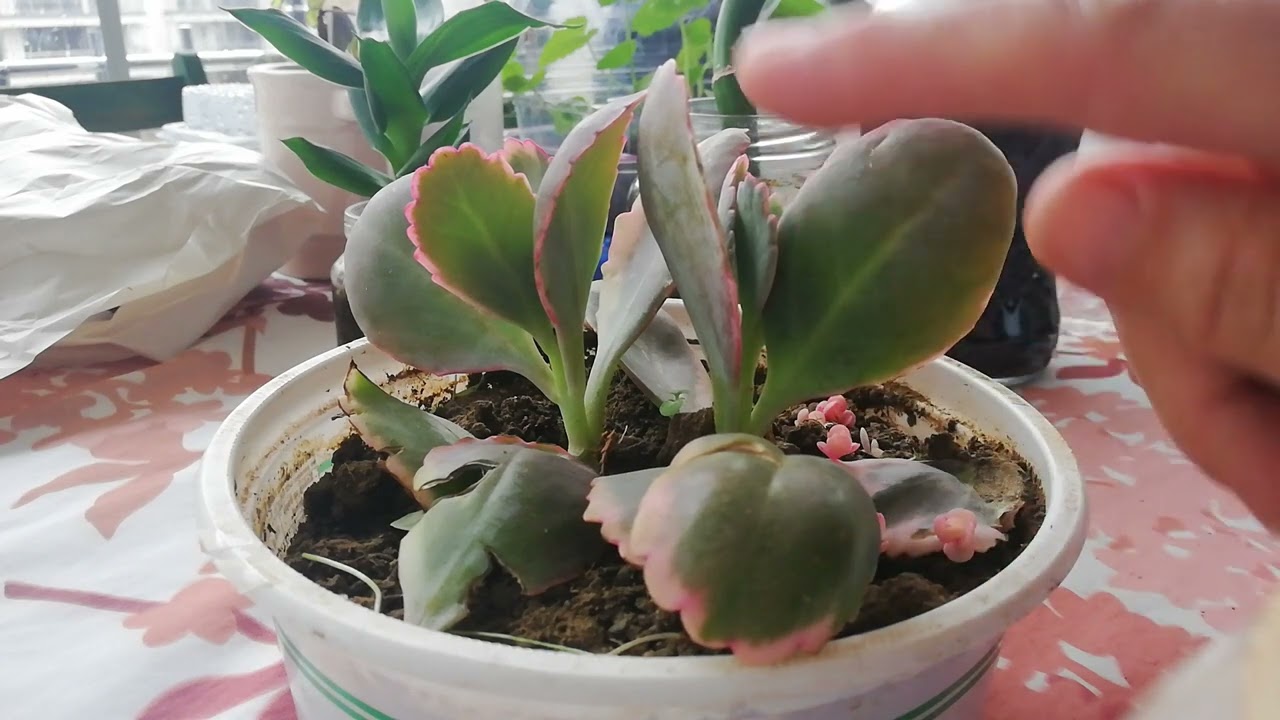 Kalanchoe fedtschenkoi variegata