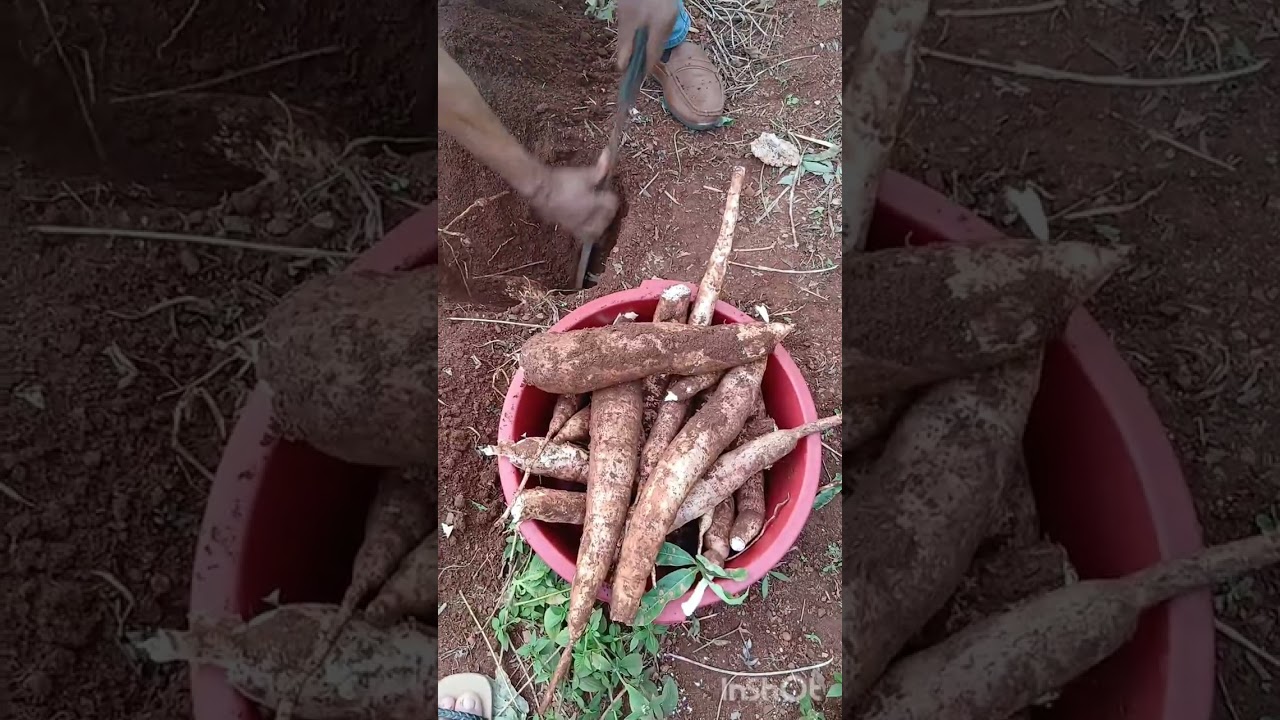 Seguimos cosechando yuca 