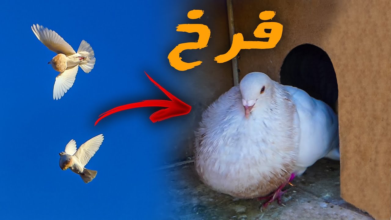 أثمنة الحمام اللادرون+ توليعة ياسلام | فرجة ممتعة 🤗