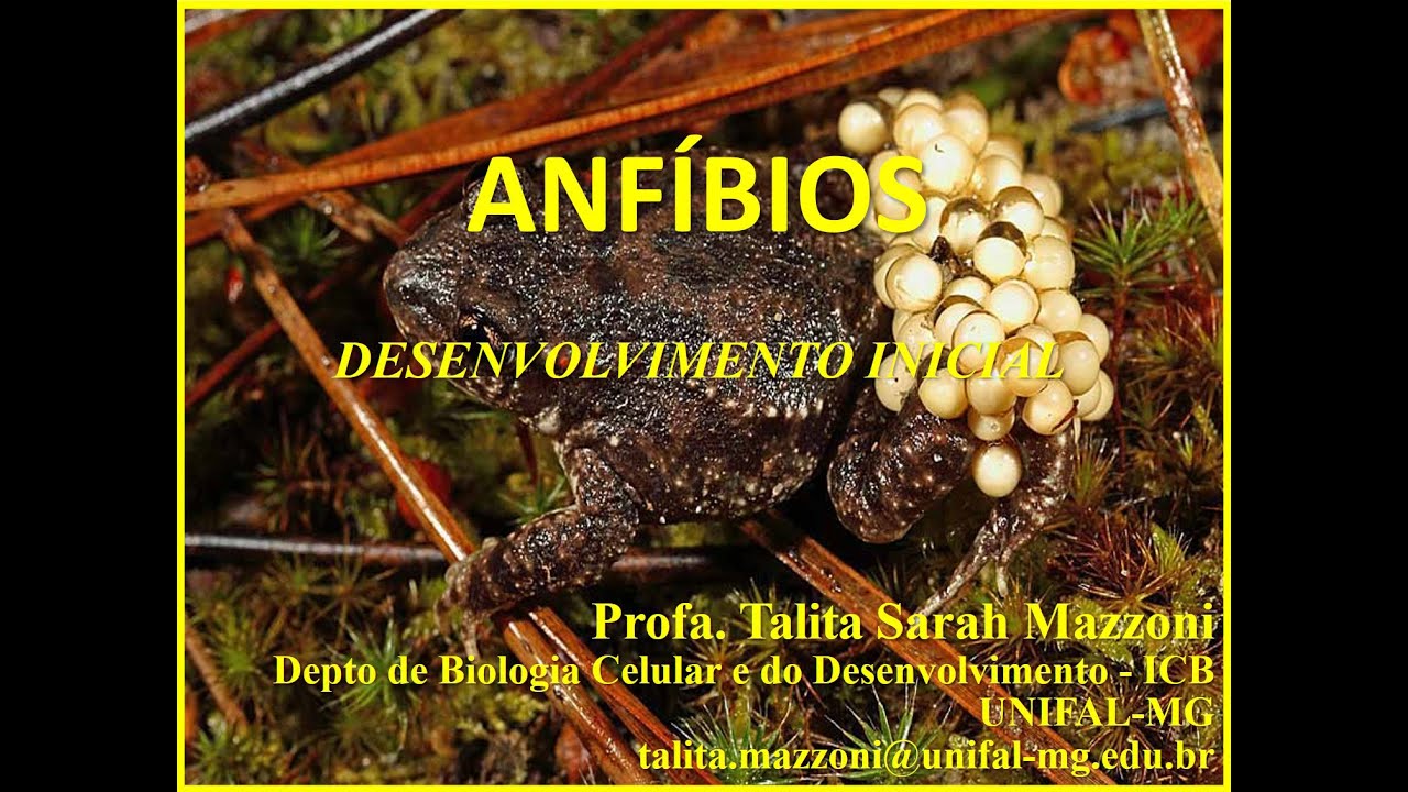 Desenvolvimento Inicial de Anfíbios
