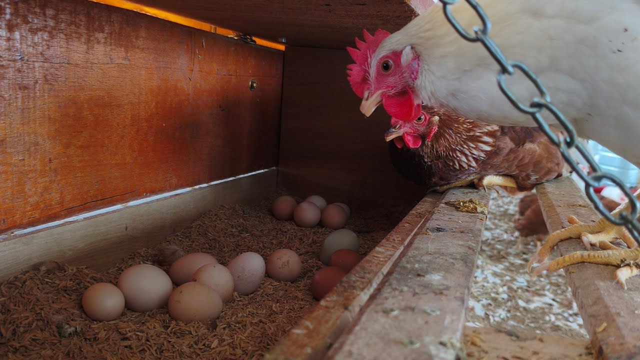 Frangas Completando 4 meses de vida 120 dias e já produzindo muito. 🐔🥚🚀