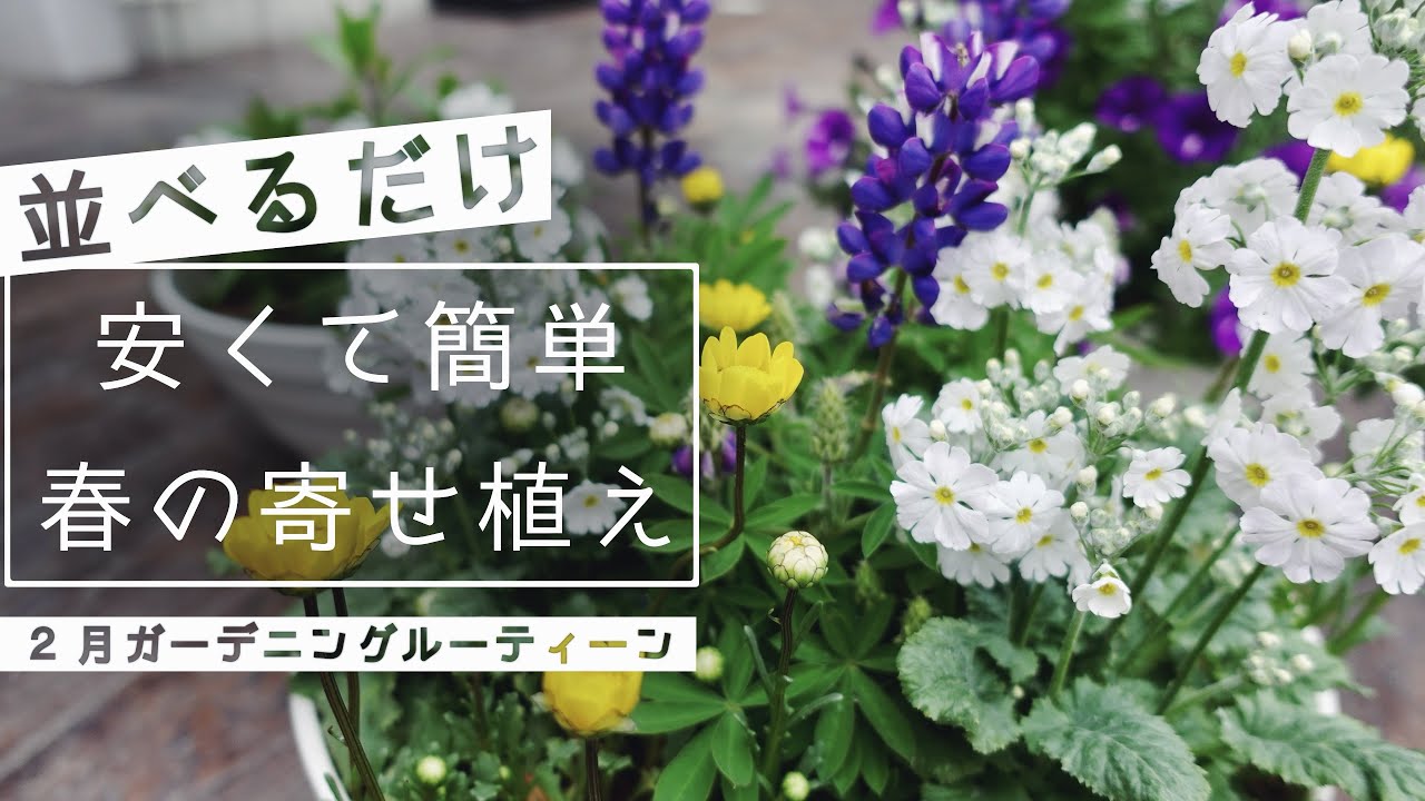 【2月に買った苗】春の寄せ植えとペチュニアの植え替え