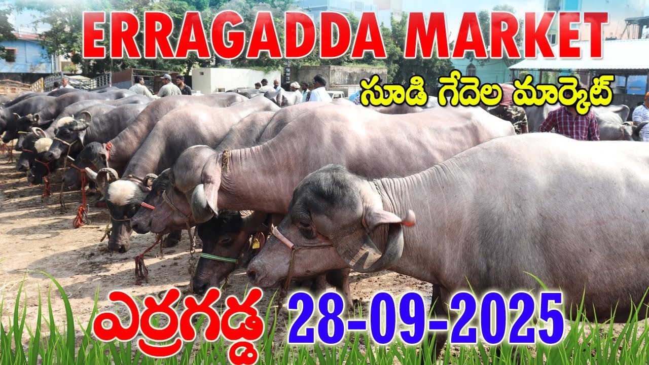 Erragadda Buffalo Market | ఎర్రగడ్డ  గేదెల మార్కెట్ లో సూడి గేదెల ధరలు? Hyderabad| Sunday Market