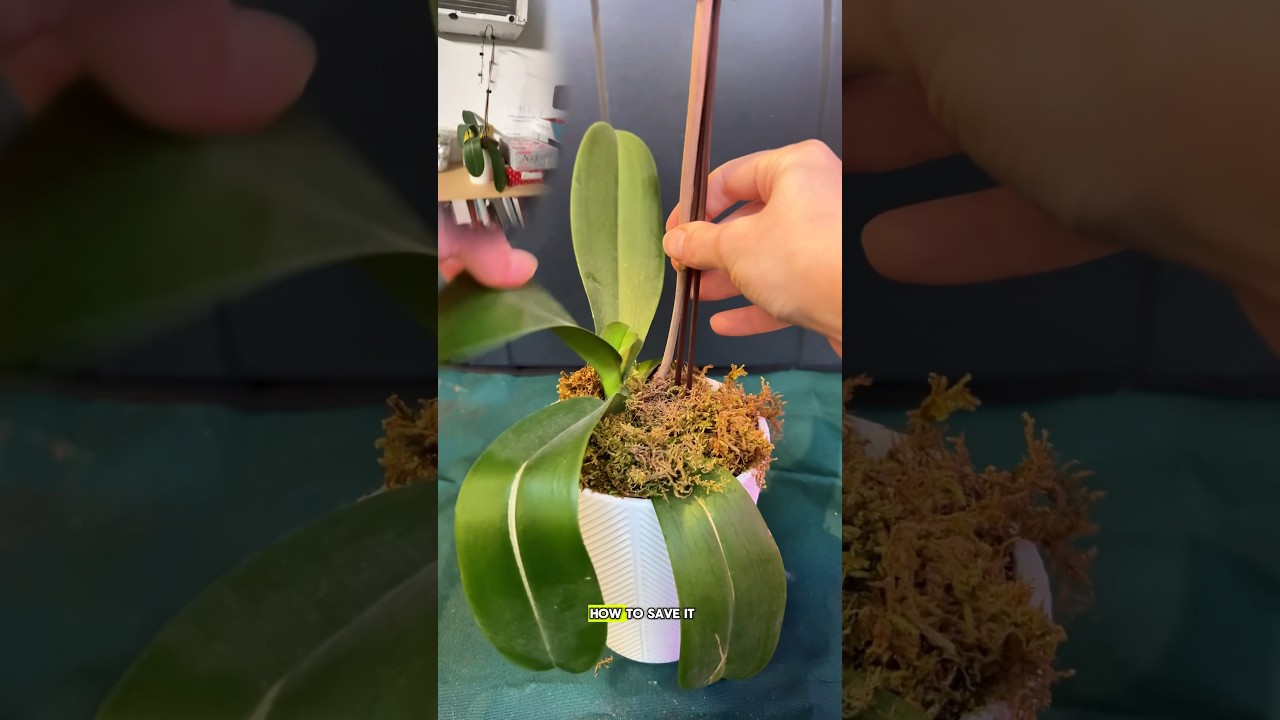Уход за орхидеями &mdash; как вернуть их к жизни🌸