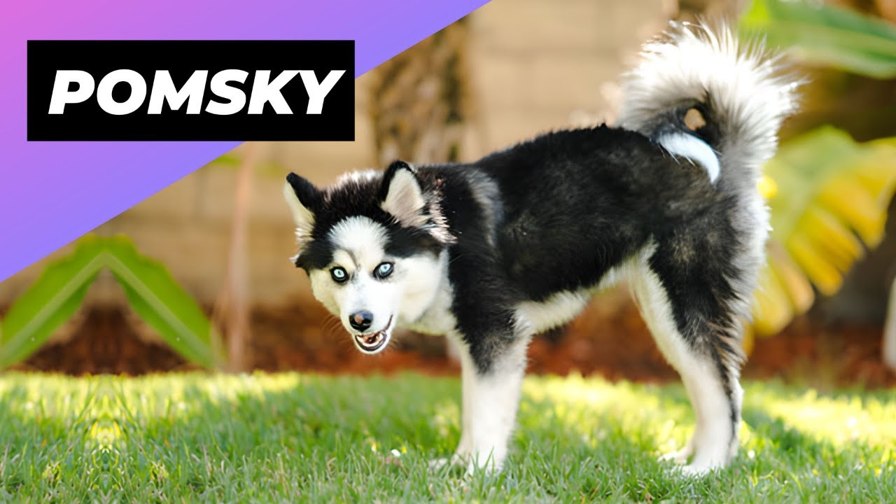 Помски 🐶 Одна из самых красивых помесных собак #шорты