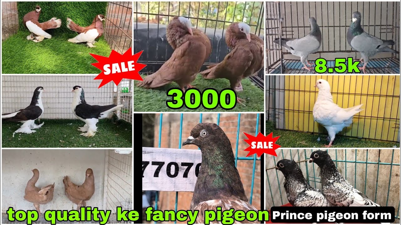 Maltives 😍 American fantail, frillback🕊️king,  Mukhi beauty humour, Lahori siraji #pigeon #kabootar 