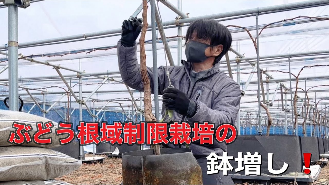 ぶどう根域制限栽培、鉢増し（真砂土編）