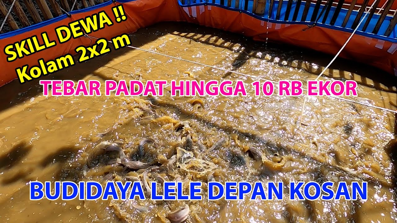 Budidaya Lele Tebar Padat di Depan Kos kosan