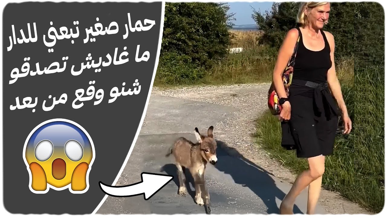 قصة حمار صغير تصوّر البنت أمّو!