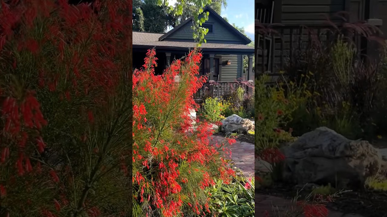 Hummingbird & Butterfly Magnet #gardeninspiration #lowmaintenanceplants #youtubeshorts
