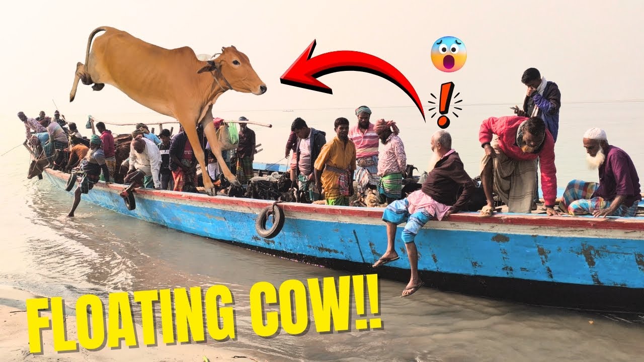 Traditional Animal Transport by Boat | Village Market #asmr
