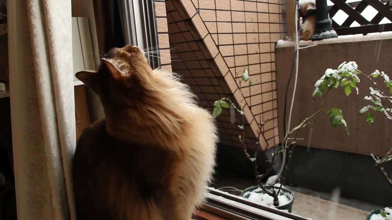 雪とにゃんこ♪