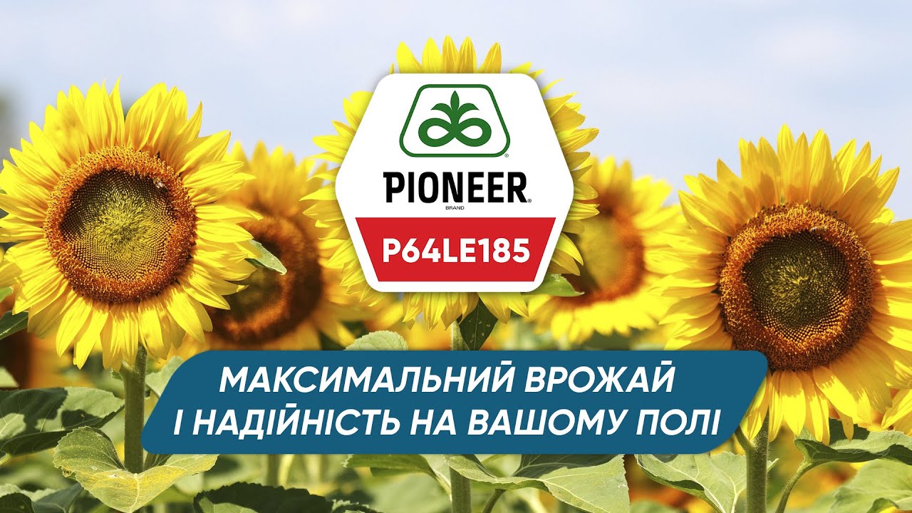 P64LE185 – високоврожайний гібрид соняшнику для технології ExpressSun®