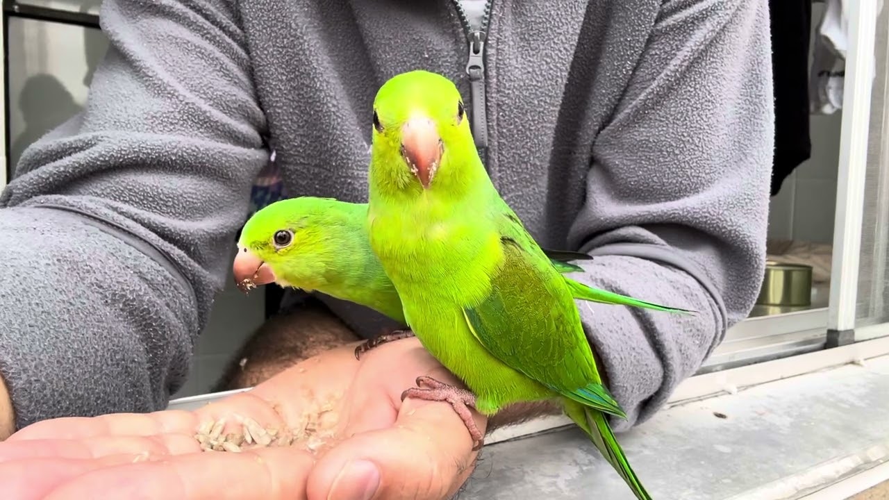 Periquito verde
