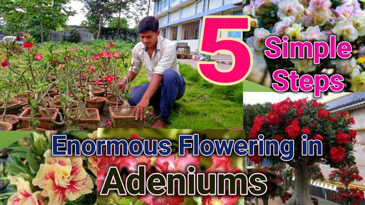 5 Simple Steps to Get Enormous flowering in Adenium
