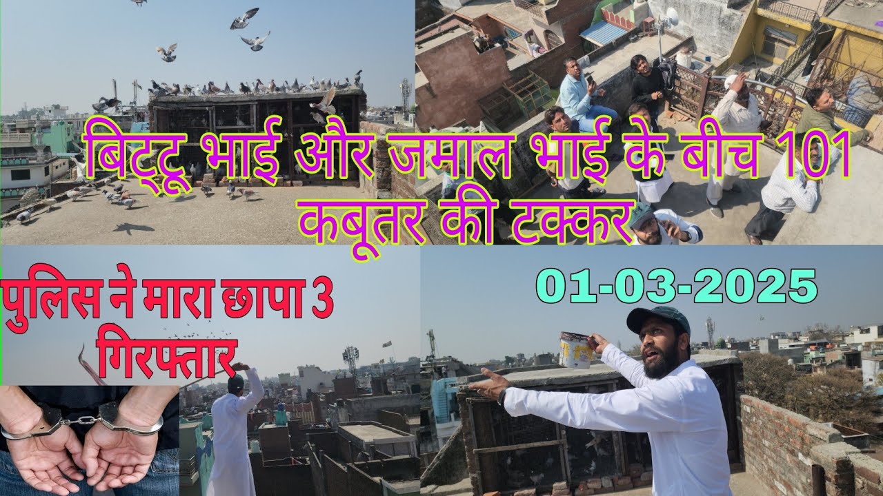 A close contest between Bittu Bhai and Jamal Bhai over 101 pigeons. Bareilly ki kabootar bazi.