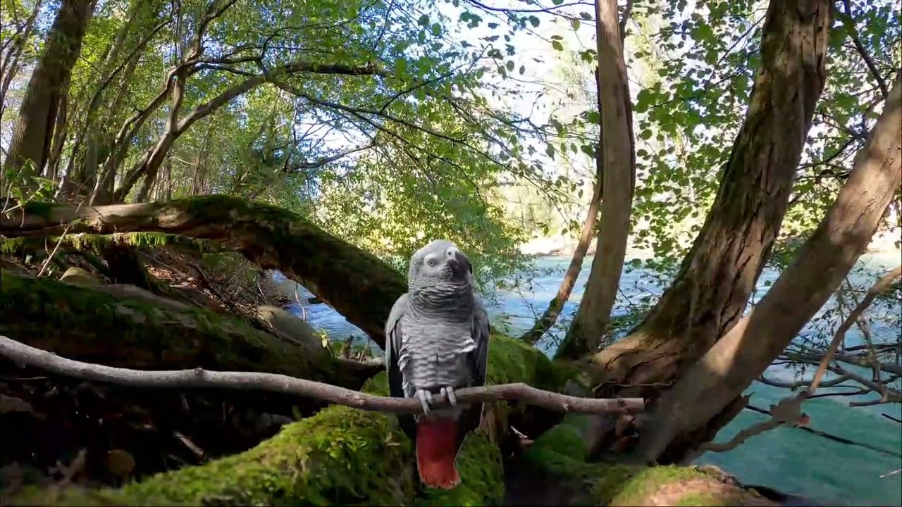 African grey noises in the wild - african grey parrot sounds in the wild garden