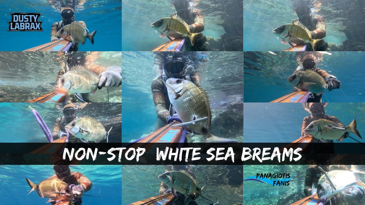 Spearfishing I Non - Stop White Seabreams