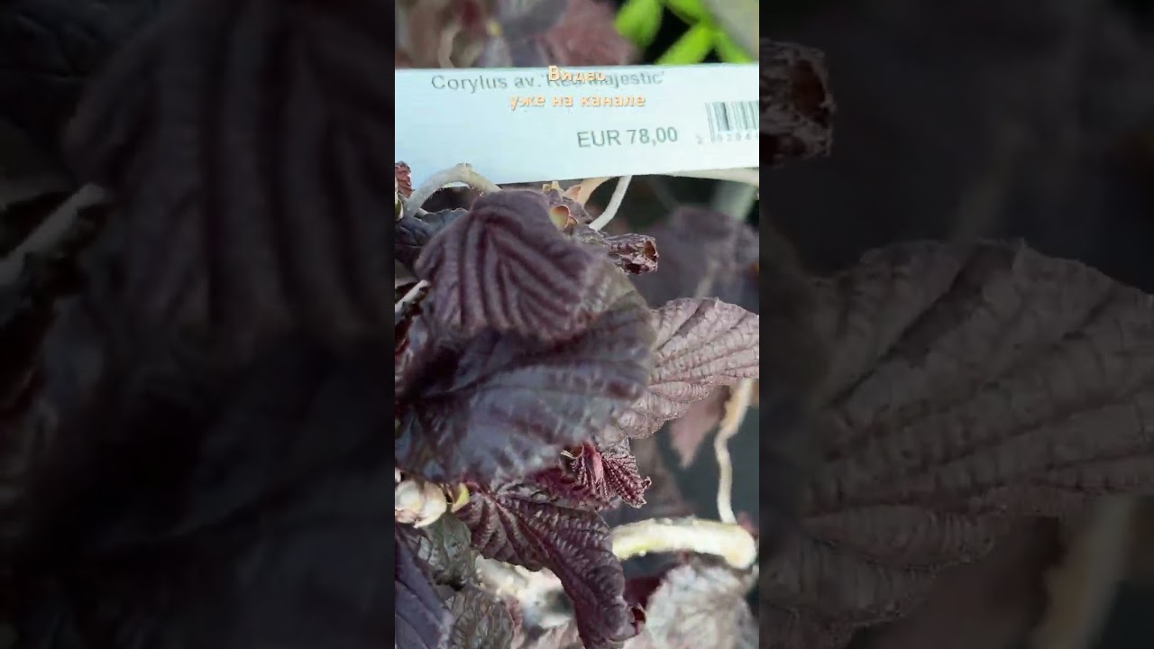 Декоративные сорта лещины / Corylus 🌿 Питомник B&ouml;hlje 🌿