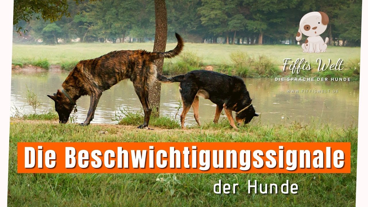 Die Beschwichtigungssignale der Hunde