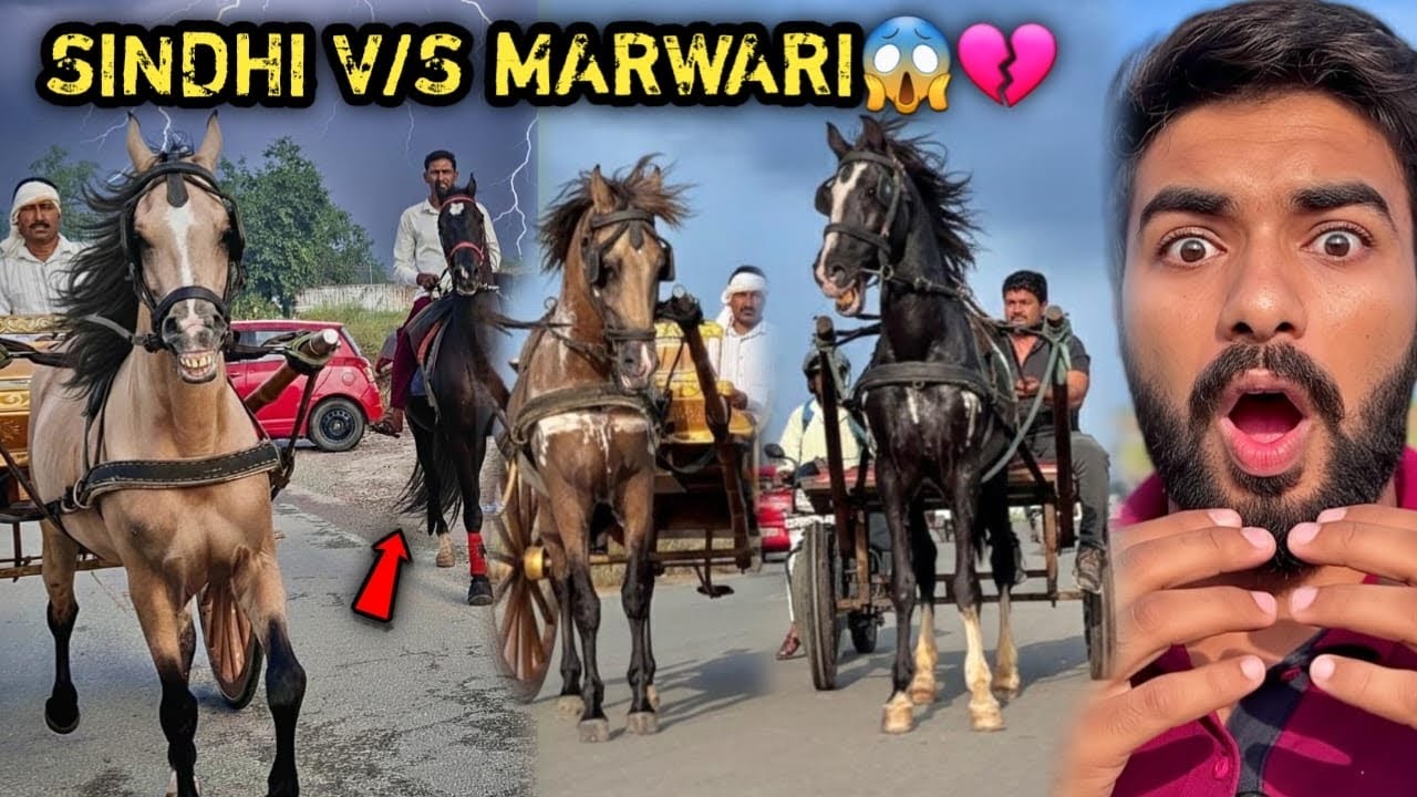 Last Mai Kon Jeeta 😨? RAFTAR VS SINDHI VS BAJIRAO😱Socha Nahi Tha Aisa Karenge Mere Ghode 😨 