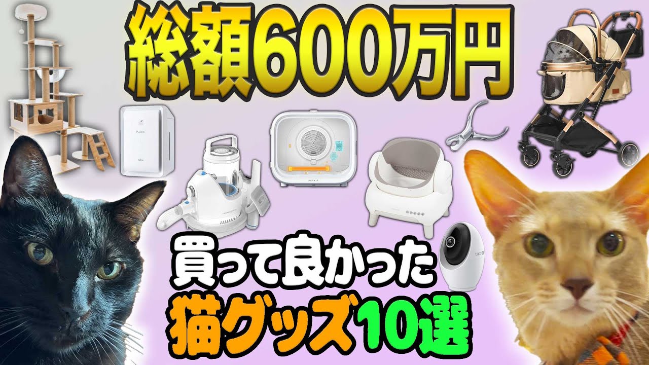 【総額600万】Amazonで本当に買ってよかった猫グッズ10選　《2025年版》