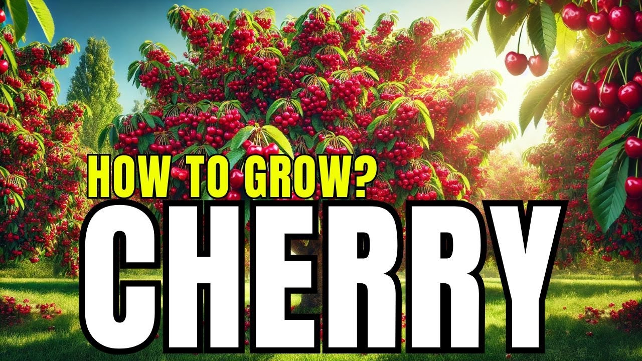 How to Grow Cherry Trees | Easy Cherry Growing Guide