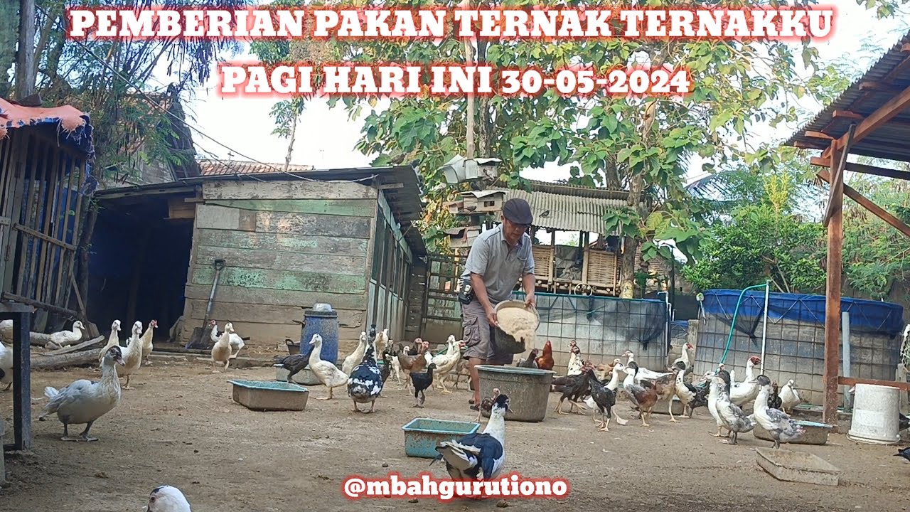 PEMBERIAN PAKAN TERNAK TERNAKKU PAGI HARI INI 30-05-2024 @mbahgurutiono