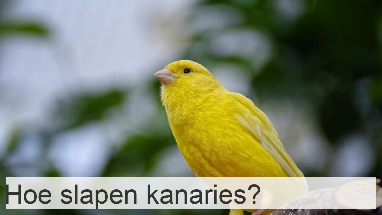 Hoe slapen kanaries? - Slaaptijden en tijd van de dag