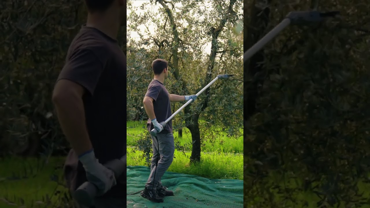 Mondial 12 Volpi &ndash; Scuotitore leggero e professionale per raccolta olive | Motore brush