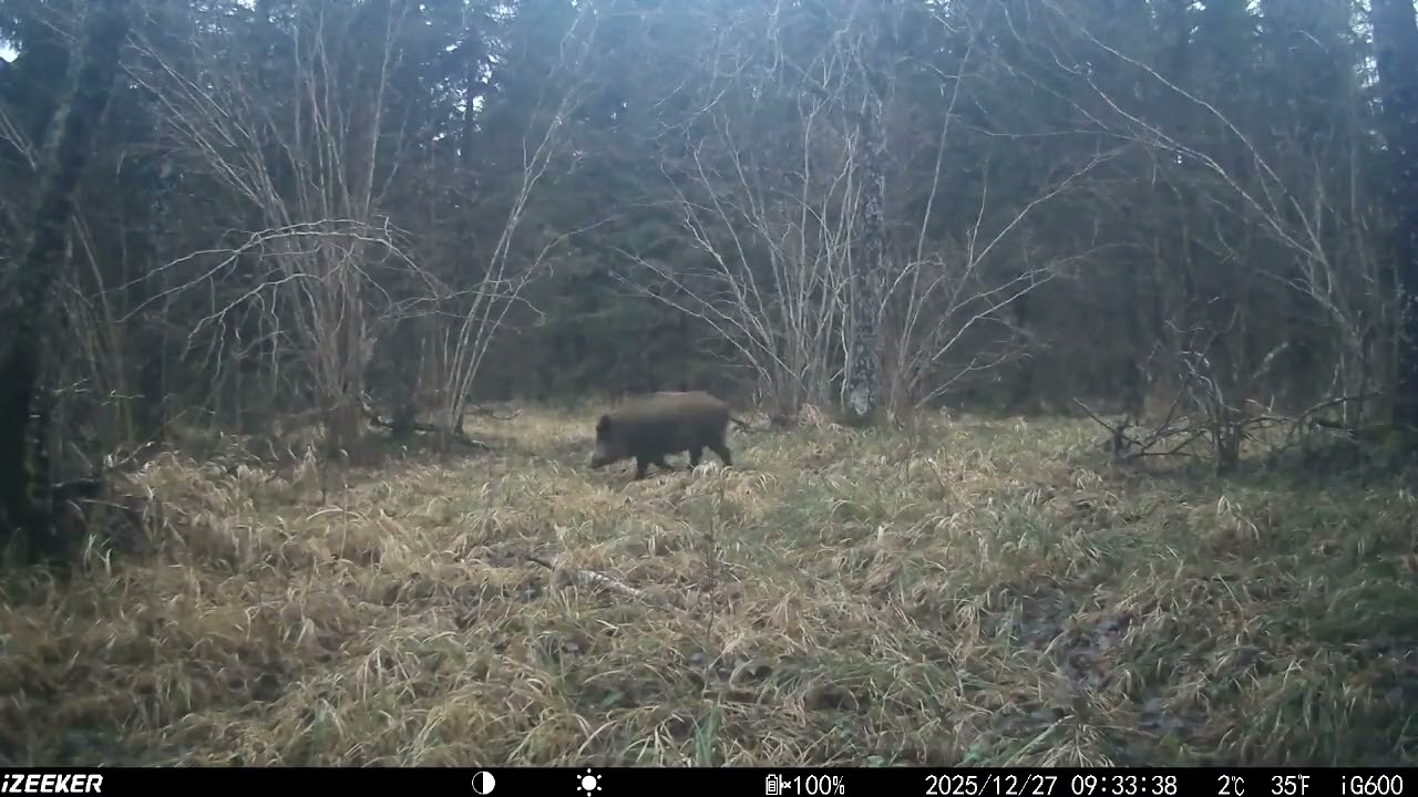 Wildlife Trail Camera Videos/Rajakaamera/ Wildcamera vol 49