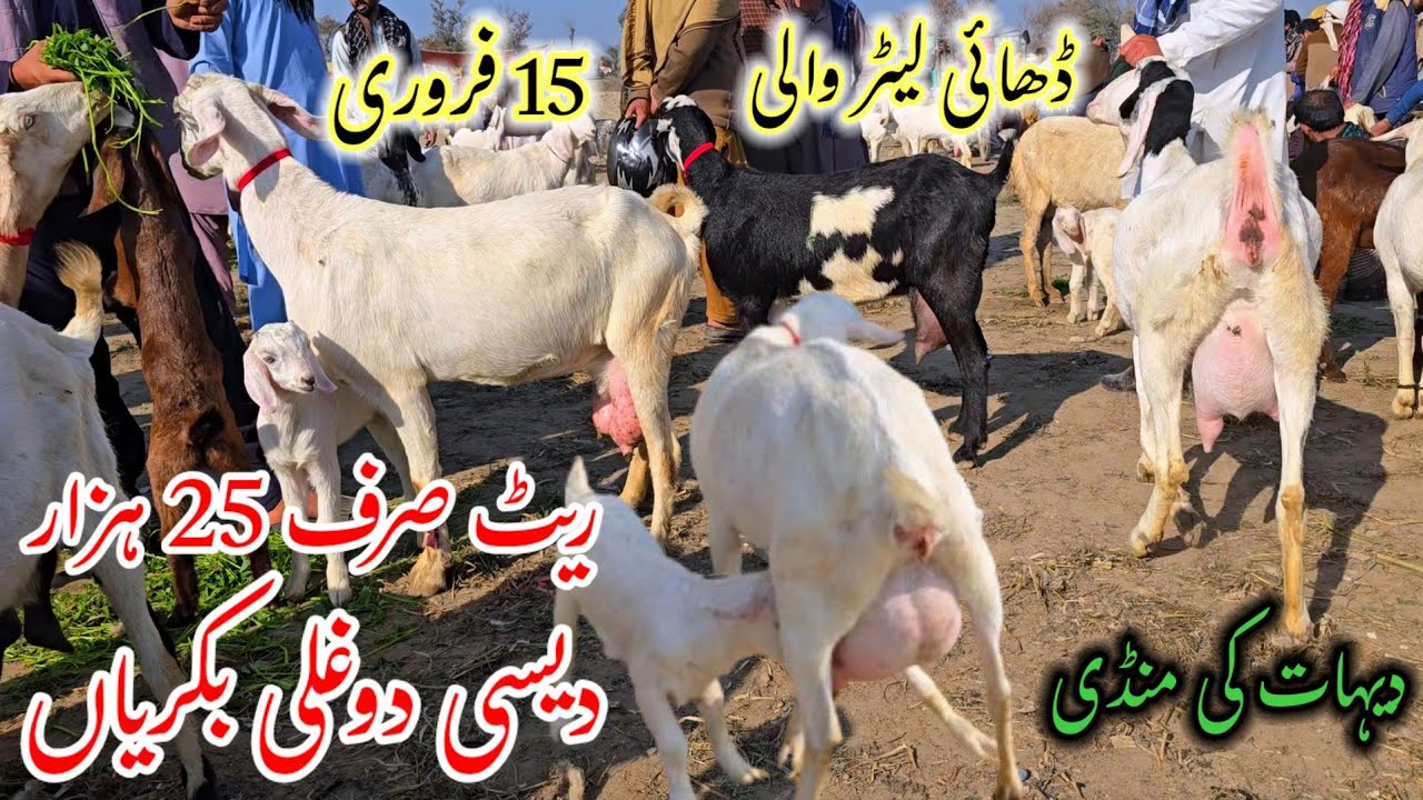 15 February 2026 Dudh Aour Bachon wali Bakrion ki Mandi Fresh Rate Dehat ki Mandi 03168487286 