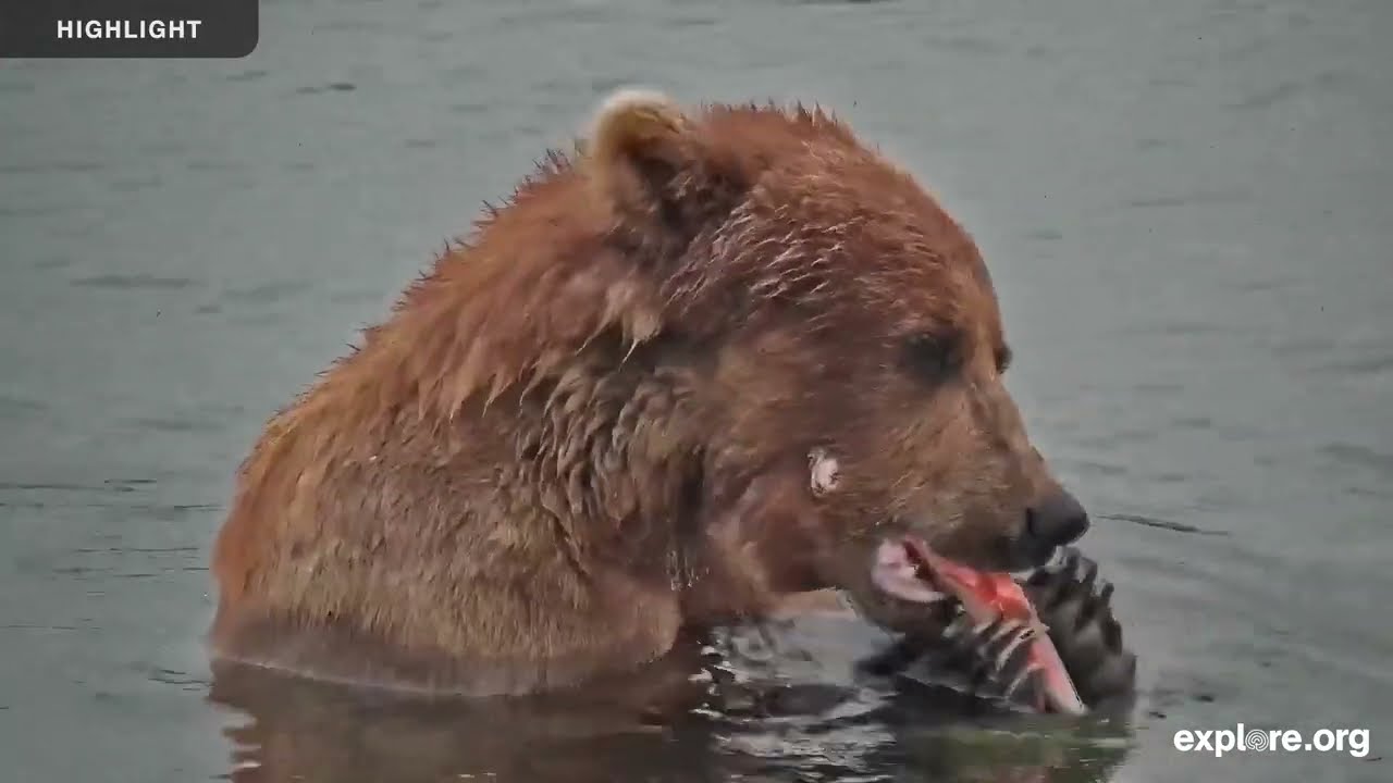River Watch - Katmai National Park | 2024 Season Highlights