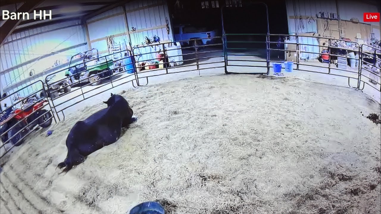 LIVE 338 Day Foal Watch | Lets See How This Goes!