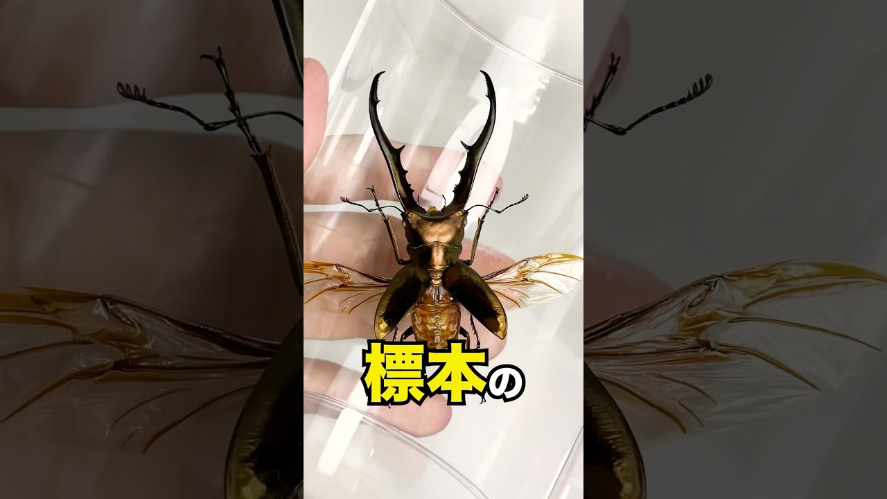 羽を開いた標本の作り方 #クワガタ