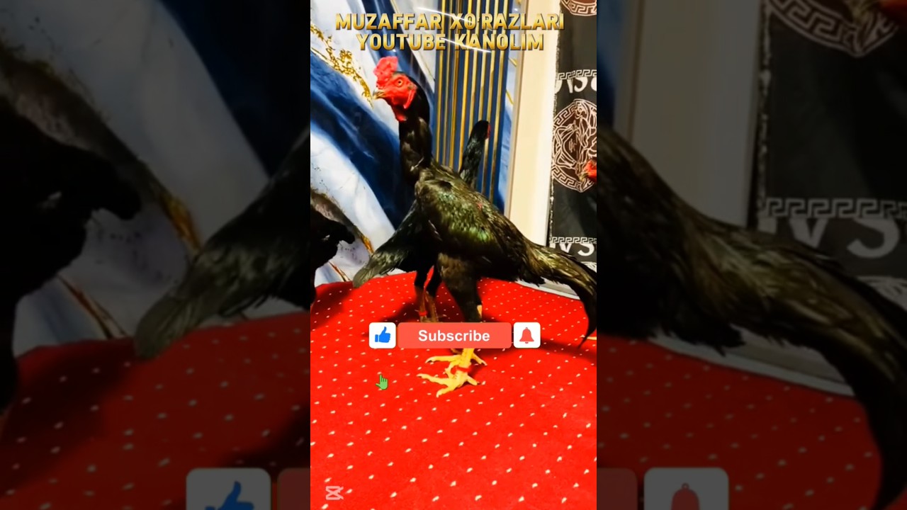 ВОДИ КУКАН ЗОТЛАРИ ТОЗЗАЛАРИ #2025 #vodi #dakanlar #muzaffar_xoʻrazlari #aseelmurga #ayam #murga