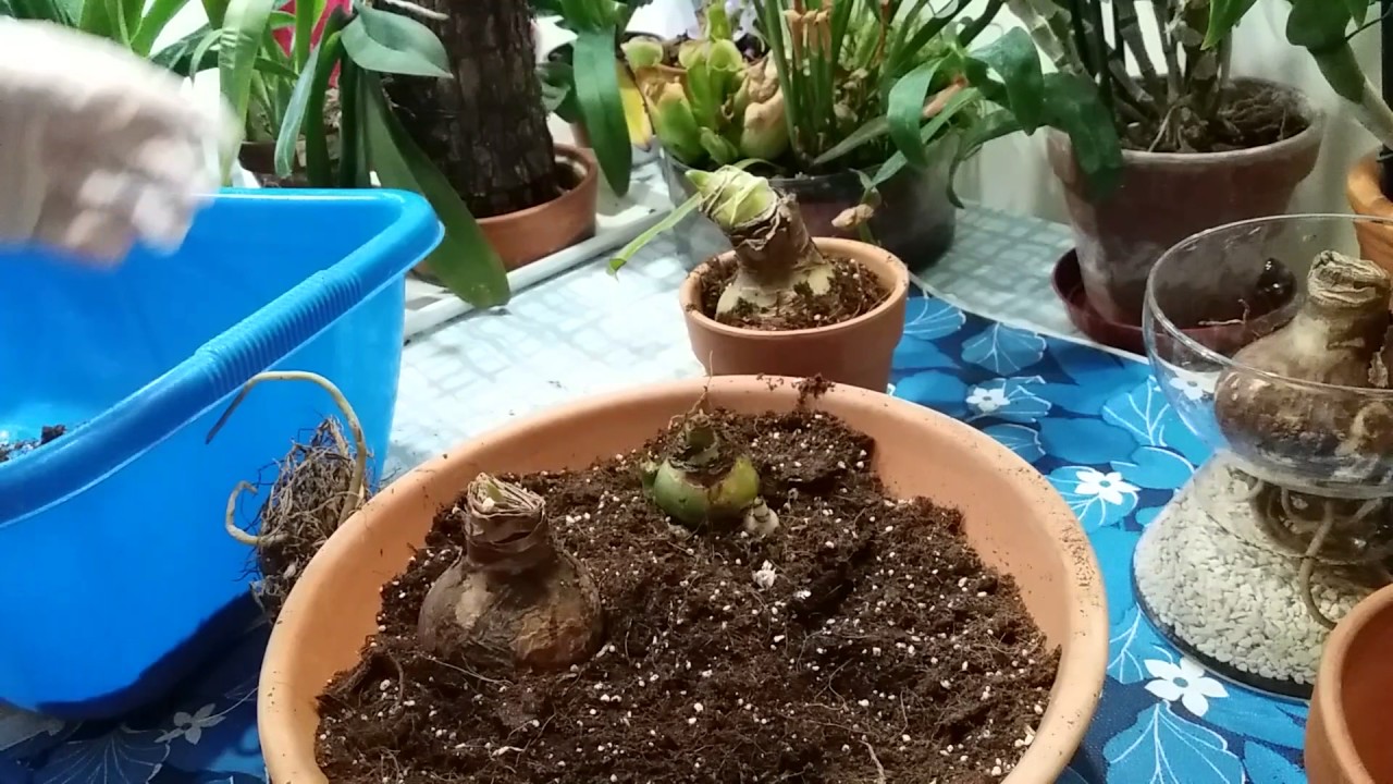 Амариллис(Amarillis)Способы посадки.