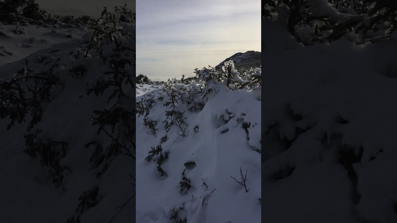 High elevation snowshoe hare habitat