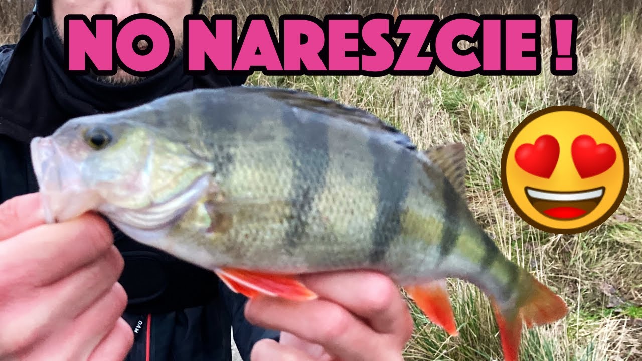 Zimowe okonie - 1cm do szczęscia - Motława #6